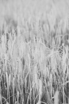 Wheat crop. Agriculture, farming, cultivate