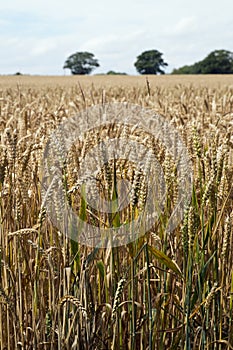 Wheat crop in August, UK