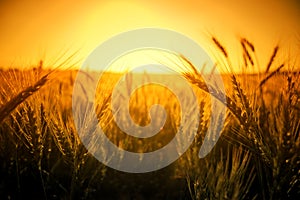 Wheat crop background with yellow copy space