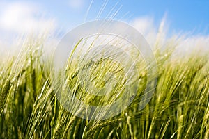 Pšenica plodina fúkania v vietor 