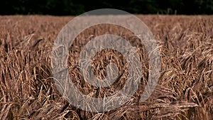 Wheat crop blowing in the wind close up