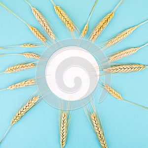 Wheat crop on a blue colored background, copy space for text, food harvest in the summer, golden straw