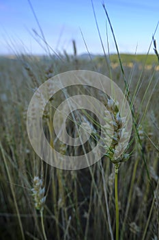 Wheat crop close-up across golden wheat field and blue sky. harvesting season. Agriculture