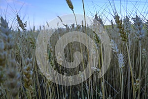 Wheat crop close-up across golden wheat field and blue sky. harvesting season. Agriculture