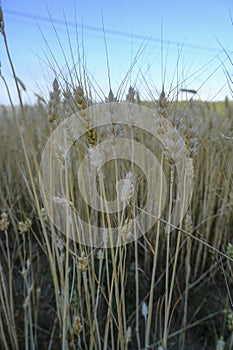 Wheat crop close-up across golden wheat field and blue sky. harvesting season. Agriculture