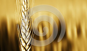 Wheat crop closeup