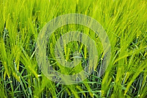 Wheat crop closeup