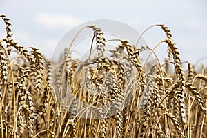 Wheat crop with cloudy sky