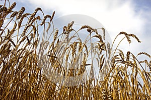 Wheat crop with cloudy sky