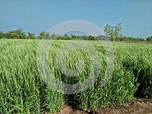 Wheat crop farm in india