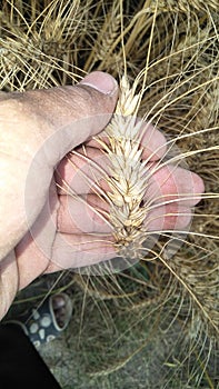 Wheat crop.  Farmer checking his crops.  Is it ready to crop or not.