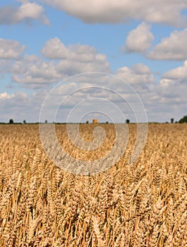 Wheat crop field