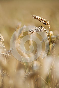 Wheat crop in the field