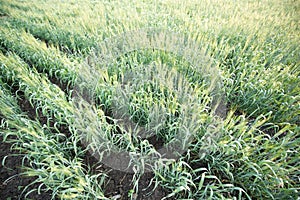 Wheat crop field