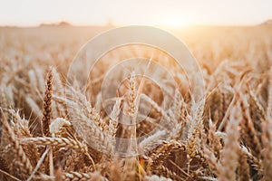 Wheat crop field beautiful background with golden sunset light, harvesting