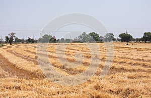 Wheat Crop Field after the Harvest through combined harvester