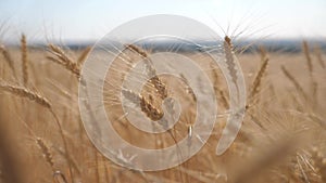 Wheat crop field lifestyle sunset landscape slow motion video. farmer Smart farming agriculture ecology concept. Wheat