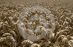 Wheat crop field ready for picking