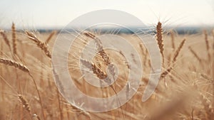 Wheat crop field sunset landscape slow lifestyle motion video. farmer Smart farming agriculture ecology concept. Wheat