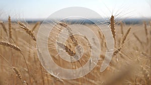 Wheat crop field sunset landscape slow motion lifestyle video. farmer Smart farming agriculture ecology concept. Wheat