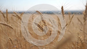 Wheat crop field sunset landscape slow motion video. Farmer lifestyle smart farming agriculture ecology concept. Wheat