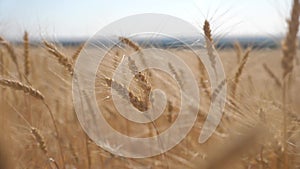 Wheat crop field sunset landscape slow motion video. farmer Smart farming agriculture ecology concept. Wheat field