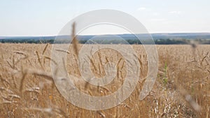 Wheat crop field sunset landscape slow motion video. farmer Smart farming agriculture ecology concept. Wheat field. Ears