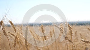 Wheat crop field sunset landscape slow motion video. farmer Smart farming agriculture ecology concept. Wheat field. Ears