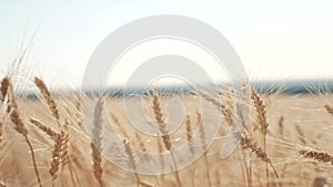 Wheat crop field sunset landscape slow motion video. farmer Smart farming agriculture ecology concept. Wheat field. Ears