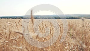 Wheat crop field sunset landscape slow motion video. farmer Smart farming agriculture ecology concept. Wheat field. Ears