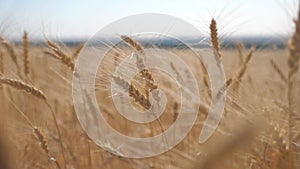 Wheat crop field sunset landscape slow motion video. farmer Smart farming agriculture ecology concept. Wheat field. Ears