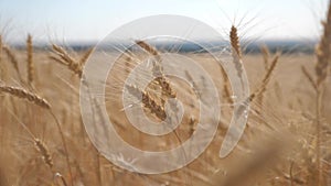 Wheat crop field sunset landscape slow motion video. farmer Smart farming agriculture ecology concept. Wheat field. Ears