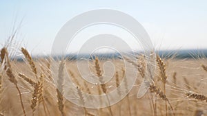 Wheat crop field sunset landscape slow motion video. farmer Smart farming agriculture ecology concept. Wheat field. Ears