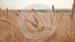 Wheat crop field sunset landscape slow motion video. farmer Smart farming agriculture ecology concept. Wheat field. Ears