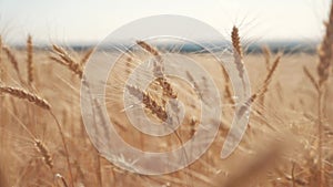 Wheat crop field sunset landscape slow motion video. farmer Smart farming agriculture ecology concept. Wheat field. Ears