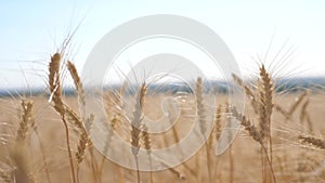 Wheat crop field sunset landscape slow motion video. farmer Smart farming agriculture ecology concept. Wheat field. Ears