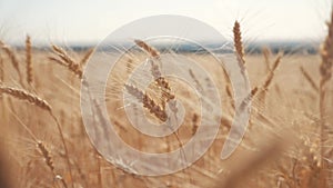Wheat crop field sunset landscape slow motion video. Farmer smart farming agriculture ecology concept. Wheat field. Ears