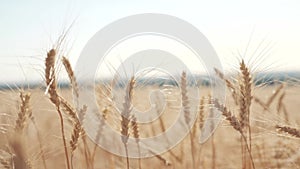 Wheat crop field sunset landscape slow motion video. Farmer smart farming agriculture ecology concept. Wheat field. Ears