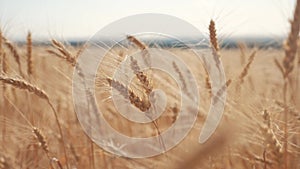 Wheat crop field sunset landscape slow motion video. Farmer smart farming agriculture ecology concept. Wheat field. Ears