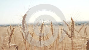 Wheat crop field sunset landscape slow motion video. farmer Smart farming agriculture ecology concept. Wheat field. Ears