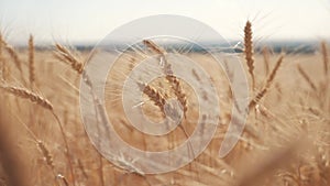 Wheat crop field sunset landscape slow motion video. farmer Smart farming agriculture ecology concept. Wheat field. Ears