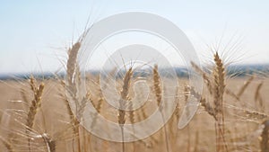 Wheat crop field sunset landscape slow motion video. Farmer smart farming agriculture ecology concept. Wheat field. Ears