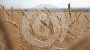 Wheat crop field sunset landscape slow motion video. farmer Smart farming agriculture ecology concept. Wheat field. Ears