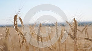 Wheat crop field sunset landscape slow motion video. farmer Smart farming agriculture ecology concept. Wheat field. Ears