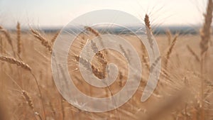 Wheat crop field sunset landscape slow motion video. farmer Smart farming agriculture ecology concept. Wheat lifestyle