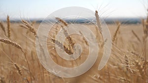 Wheat crop field sunset landscape slow motion video. farmer Smart farming agriculture lifestyle ecology concept. Wheat