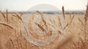 Wheat crop field sunset landscape slow motion video. lifestyle farmer Smart farming agriculture ecology concept. Wheat