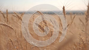 Wheat crop field sunset landscape slow motion video lifestyle . farmer Smart farming agriculture ecology concept. Wheat