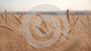 Wheat crop field sunset lifestyle landscape slow motion video. farmer Smart farming agriculture ecology concept. Wheat