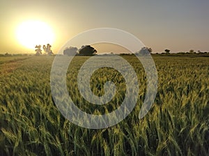 Wheat crop fields